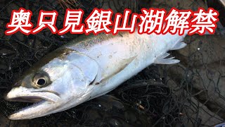 【銀山湖解禁】ミノーでトラウトフィッシング！岩魚！サクラ！ [upl. by Sirrep]