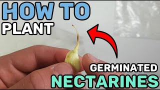 How To Plant Germinated Nectarine Seeds Into Soil [upl. by Ahsillek422]