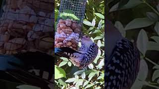 Redbellied Woodpecker wildlifebirding nature Woodpecker [upl. by Ynnob]