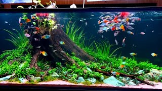 The Ultimate Rainbowfish Tank  Beautiful Rainbowfish Planted Aquarium [upl. by Easton]