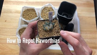 How to Repot Haworthias [upl. by Iral]