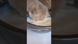 He poops in his food bowl and eats cat litter from the litter boxshorts youtubeshorts shortspay [upl. by Carmen]