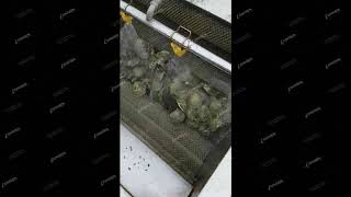 Oysters Cleaning MachineMussel Washing MachineShell cleaner [upl. by Jago]