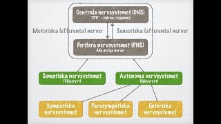 Nervsystemets funktionella indelning [upl. by Royden]