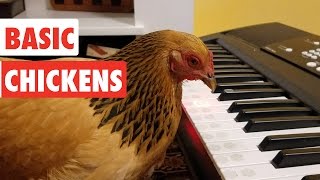 Basic Chickens  Funny Chicken Video Compilation [upl. by Mayfield118]