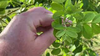 Mouse ear on pecans [upl. by Aydin]