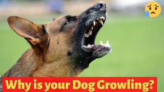 Why do Dogs Growl How to Stop your dog from Growling  Effective Training Tips [upl. by Ggerc]