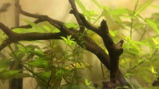 Plant Test  Hygrophila Pinnatifida [upl. by Okimuk]