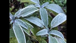 Growing Perennial Herbs Cold Tolerant Herbs [upl. by Papotto]