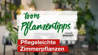 toom Pflanzentipps – Pflegeleichte Zimmerpflanzen  toom Baumarkt [upl. by Doris510]