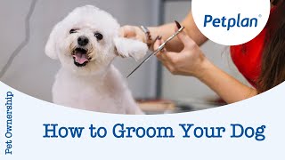 How to groom your dog  Petplan [upl. by Smiley995]