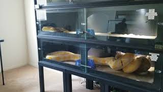 Warning Live Feeding Reticulated Pythons [upl. by Marje]