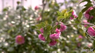 Camellia Forest Nursery on UNCTV [upl. by Earlene]