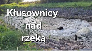 SZOK  Rzeka obstawiona rzutkami kłusowniczymi [upl. by Elmer759]