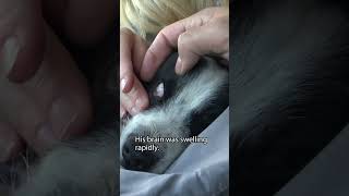 Sick dog on the USMexico border  full rescue video wwwHopeForPawsorg 😰 [upl. by Valenka]