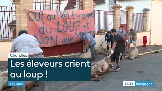 Charolles  des carcasses de brebis déposées à la souspréfecture pour dénoncer les dégâts du loup [upl. by Yeruoc]