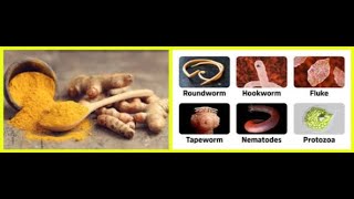 TURMERIC VS HUMAN PARASITES 2024 [upl. by Vasilek200]