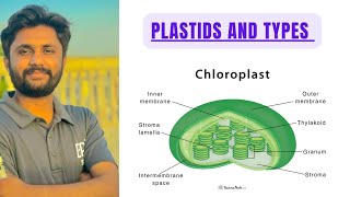 Plastids and their types  Chloroplast and its structure detailed lecture new Sindh text biology [upl. by Mcwherter]