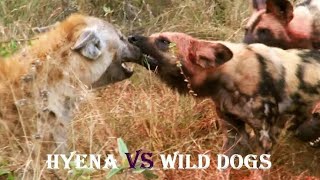 Hyenas vs Wild Dogs [upl. by Anihsat797]