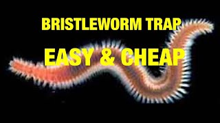 Bristleworm trap for reef aquarium  Easy cheap and successful [upl. by Pattison]