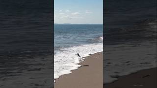 Seagull at the beach [upl. by Enihpets240]