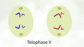 Meiosis animation [upl. by Nodyl]