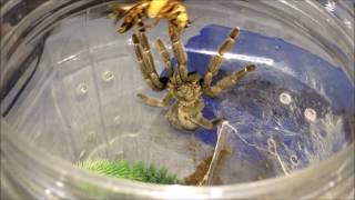 Tarantula Feeding Video 1 Scorpions Included [upl. by Nnaecarg]