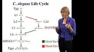 C elegans life cycle  Cynthia Kenyon UCSF [upl. by Sabine]