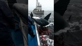 DeepSea Fishing Fishing Vessel Operations Shark Fishing Marine Ecology Fishery Resources [upl. by Acemahs712]