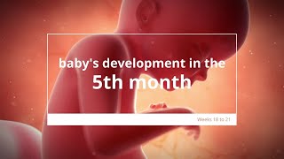 Babys Development in Month 5 of Pregnancy  Fetal Growth amp Development  5 Months Pregnant [upl. by Omiseno617]