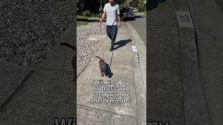 Mini Dachshund Recognizes Uncle After 5 Months [upl. by Dnilasor]