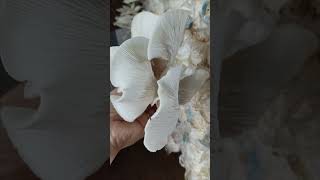 FRESH WHITE OYSTER MUSHROOM mushroomfarming lifelensadventure whiteoystermushroom oystermushroom [upl. by Oniger895]