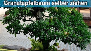 Granatapfelbaum aus Kern selber züchten – Anleitung  Granatapfel Pflanzen selbst ziehen [upl. by Eibba770]