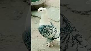 Day 13 🕊️new kabutar Le Aaye 🕊️💛tariqvlogs1k viralshots2024 foryoupageシ newpigeons [upl. by Mclain]