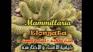 Mammillaria Elongata  صبار كفتة  كيفية الإعتناء به و كيفية الإكثار [upl. by Nlocnil]