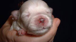 CUTE PUPPIES 2 Weeks Old Twitching and Eating Solid Food [upl. by Macomber]