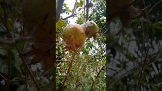 pomegranate 😮  දෙළුම්  shorts [upl. by Stepha]