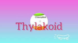 What is Thylakoid [upl. by Bainter149]