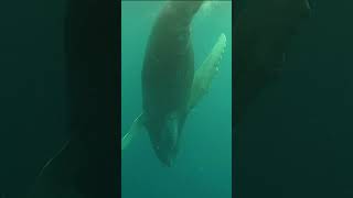 Humpback Whale Healing Sounds amp Calls [upl. by Nitsid186]