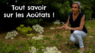 Tout savoir sur les Aoûtats [upl. by Kudva355]