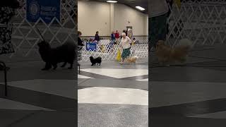 American Kennel Club show in Mobile AL 972024 [upl. by Harlow917]