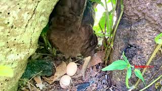 Hen clucking after laying an egg Chickens clucking [upl. by Ednarb]