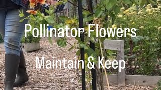 Pollinator Flowers maintain and keep [upl. by Mercuri]