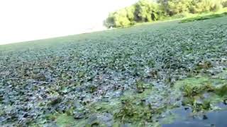 Dal Lake Water hyacinth Kashmir [upl. by Calandra]