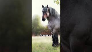 What Is The Most Powerful Horse Breed in the World  Interesting Facts You May Now Know horse [upl. by Nyvar]