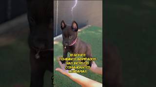 6 Nomes femininos inspirados nas incríveis comandantes Lendárias cachorro pastormalinois pet [upl. by Niamrej]