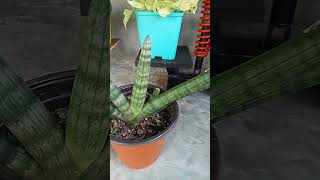 Draceana angolensis plantmy plantsyoutube nature youtubeshorts plants [upl. by Alyar423]