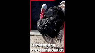 Características del Pavo Común o Guajolote 🦃 [upl. by Mary51]