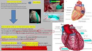 circulacion coronaria [upl. by Manton96]