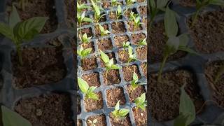 Start your winter gardening shorts viral viralvideo trending plants garden ytshorts youtube [upl. by Tolley725]